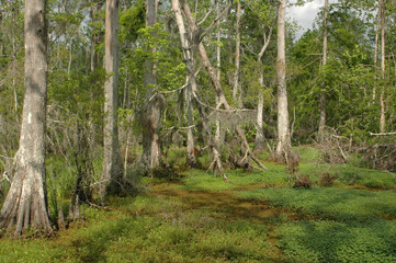 New Orleans and the Bayou
