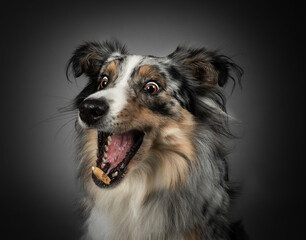 Schnappfoto Fangfogo Leckerli werfen