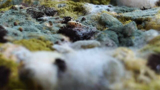 Footage Close-up: The growth of mold