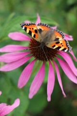 Butterfly and flower 