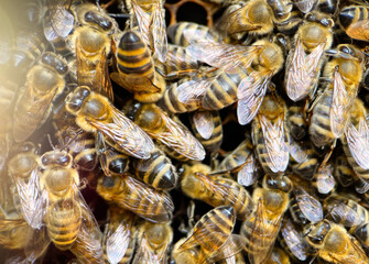 Extreme macro photography of Carniolan Honeybees on a comb frame