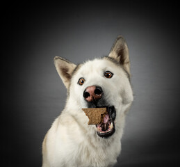Schnappfoto Fangfogo Leckerli werfen