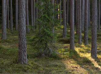 Pine forest in the sunny summer day.