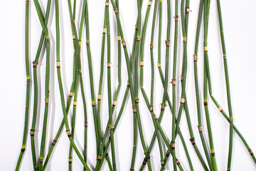 Obraz premium Water horsetail, swamp horsetail, Equisetum fluviatile, isolated on white background.