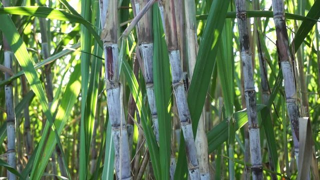 Sugarcane with a natural background. Indonesian call it tebu