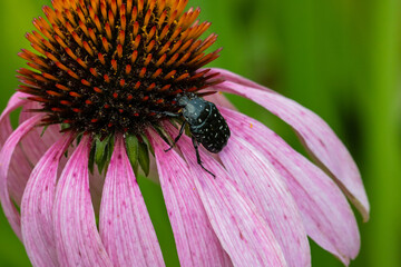 Black beetle on a pink flower