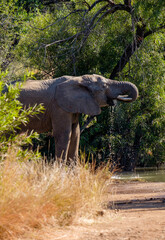 Fototapeta premium Elephant drinking Water