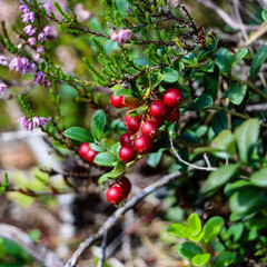 Lingonberries and heather