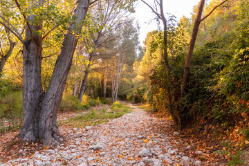 Natural landscape of a deep and lush forest, in an early autumn sunset.