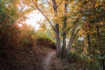 Natural landscape of a deep and lush forest, in an early autumn sunset.