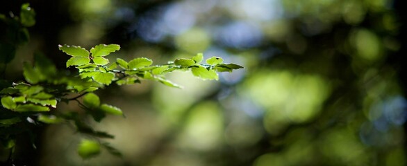Feuillage arbre forêt - nature biodiversité