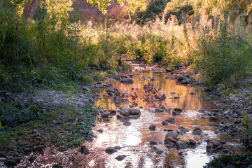 Small stream surrounded by wild plants, illuminated by sunlight causing beautiful glare and...