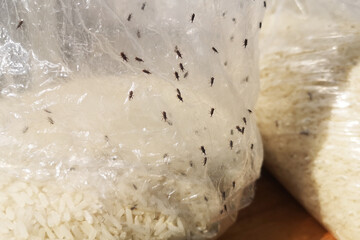 Thailand rice organic for storage until the insects.