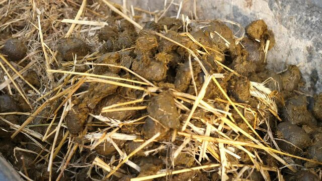 horse shit poo droppings, a pile of horse dung with hay