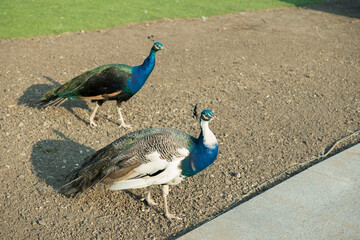 A pair of Indian peacocks close up.