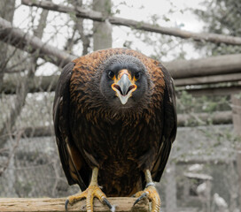 Striated caracara (Phalcoboenus australis)