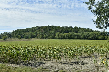 Fototapeta na wymiar Vaste champ de tournesols pas encore en fleur près du bourg de Champagne au Périgord Vert 