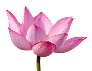 Pink lotus flower isolated on white background