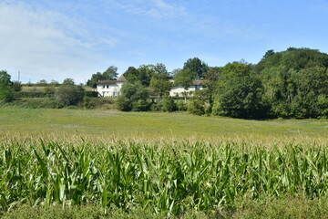 Fototapeta na wymiar Champs de maïs et arbres isolés près du Bourg de Champagne au Périgord Vert 