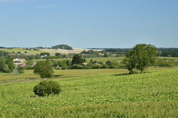 Champs de maïs et arbres isolés près du Bourg de Champagne au Périgord Vert
