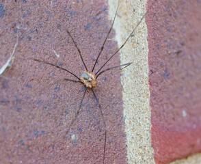 common harvestman (Phalangium opilio) prowling brickwork in search of prey