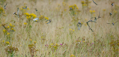 a flock of Goldfinches (Carduelis carduelis) on the wing flying amongst grasslands on Salisbury Plain Wiltshire UK