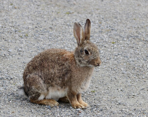 Rabbit