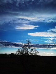 tree in the sky