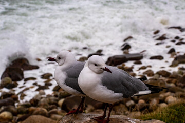 seagull on the beach