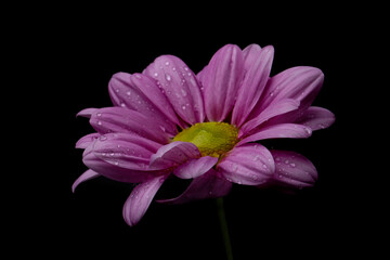 Pink chrysanthemum flower with water drops on a black background.