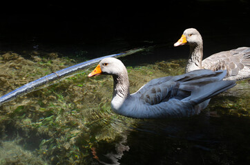 Wild geese swim in the water, Saklikent Turkey, restaurant on the water