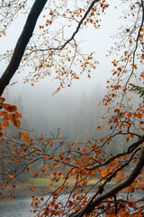 foliage in fall colors on the branches. blurred nature background with forest on the shore of a lake. mysterious foggy weather.