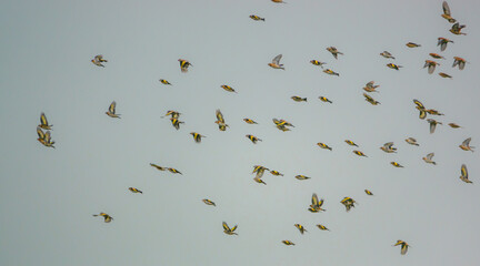 a large flock of Goldfinches (Carduelis carduelis) on the wing flying in a clear blue sky over Salisbury Plain Wiltshire UK