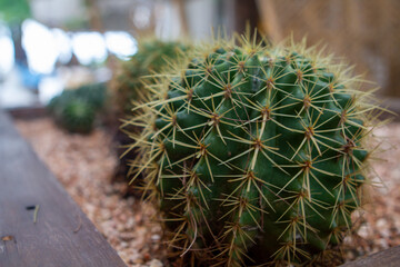 cactus in a greenhouse