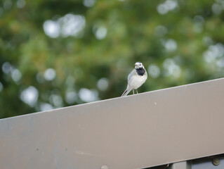 a pied wagtail (Motacilla alba) searching for food from a rooftop vantage point Wiltshire UK
