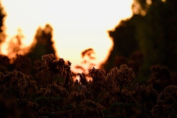 Sunset with plants 
