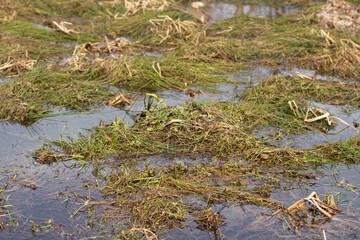 Wetlands. Middle zone of Russia.
