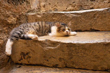 A cat basking on the sun-warmed stairs