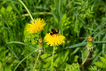 Bumblebee on a yellow dandelion. The insect pollinates the flower.