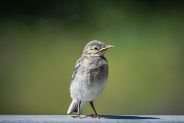young wagtail awaits the return of its mother 