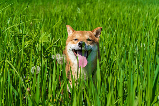 Happy shiba inu dog. Red-haired Japanese dog smile portrait.
