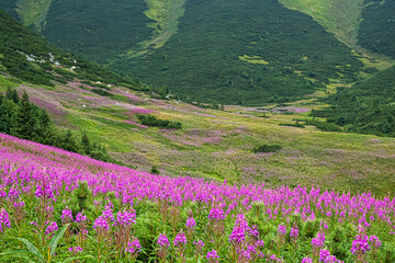 Flowering meadow, Belianske Tatras mountain, Slovakia