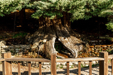 old tree from which water flows