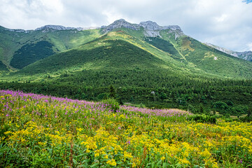 Fototapeta na wymiar Flowering meadow, Belianske Tatras mountain, Slovakia