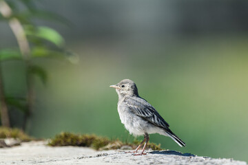 young wagtail awaits the return of its mother 