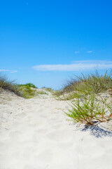 Gorgeous dunes. White sand and green grass against a blue clear sky. Coastal strip. Card.