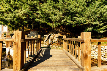 plasarela that goes to a tree from which water flows