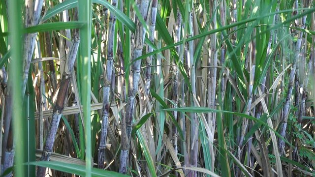 Sugarcane with a natural background. Indonesian call it tebu