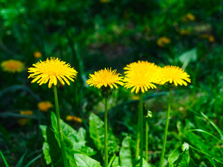 beautiful blooming yellow dandelions in the meadow close-up
