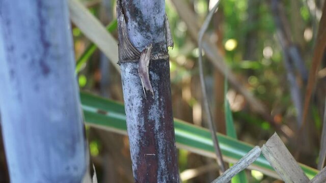 Sugarcane with a natural background. Indonesian call it tebu